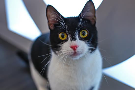 Another Cat Café Is Opening in New York City-