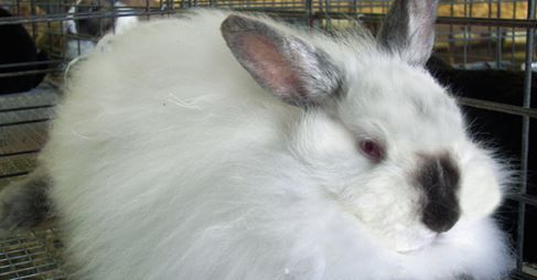 How PETA Won the Angora Debate and What It Means for Fashion